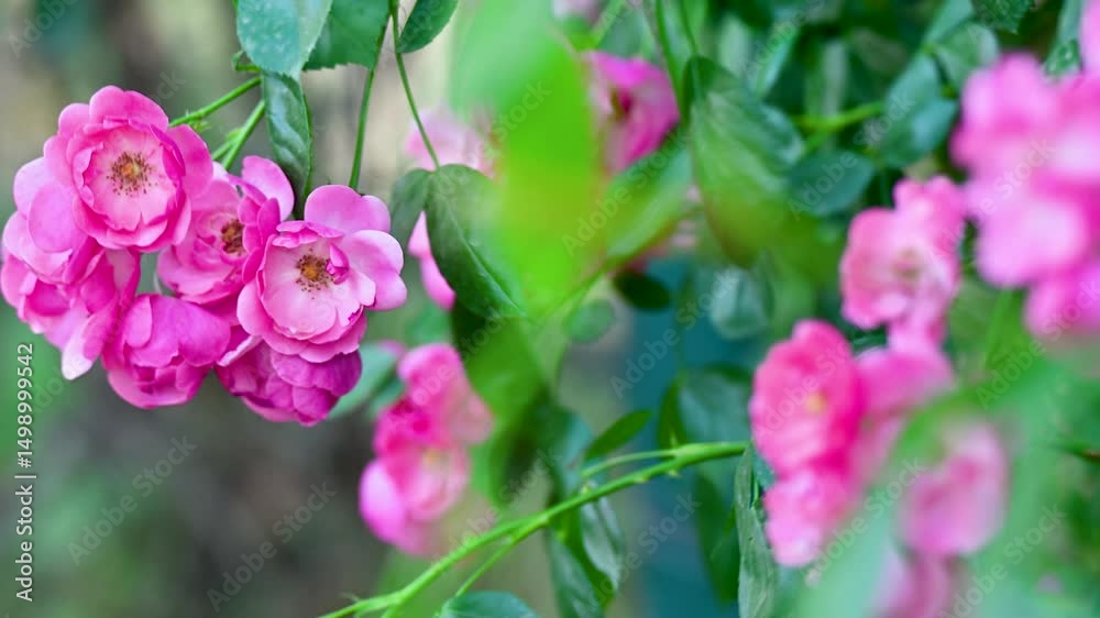 pink flowers in the garden