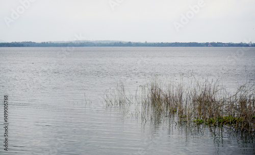 Dried grass with water in lake, Nature background