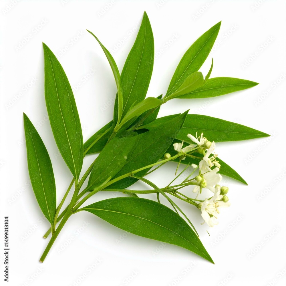 Obraz premium Chinese medicine, herbal therapy, botanical education