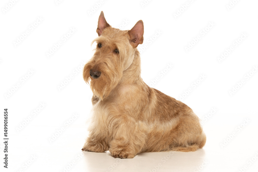 scottish terrier on white background scottish terrier on white background