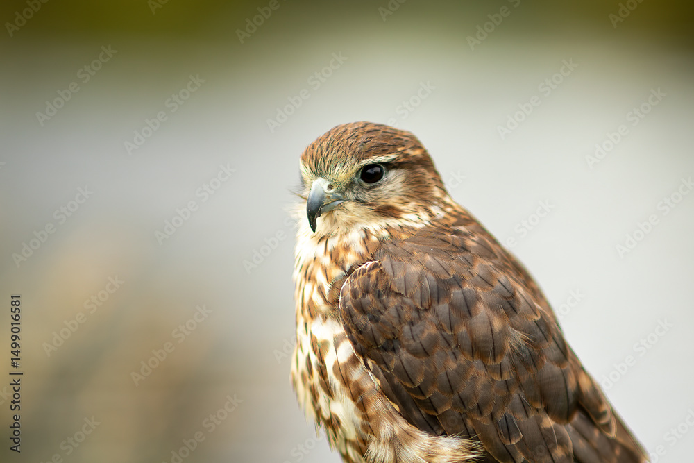 Kestrel (Falco tinnunculus) Kestrel (Falco tinnunculus)