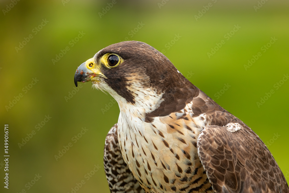 Fototapeta premium Perergrine Falcon (Falco peregrinus)