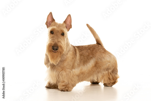 scottish terrier on white background