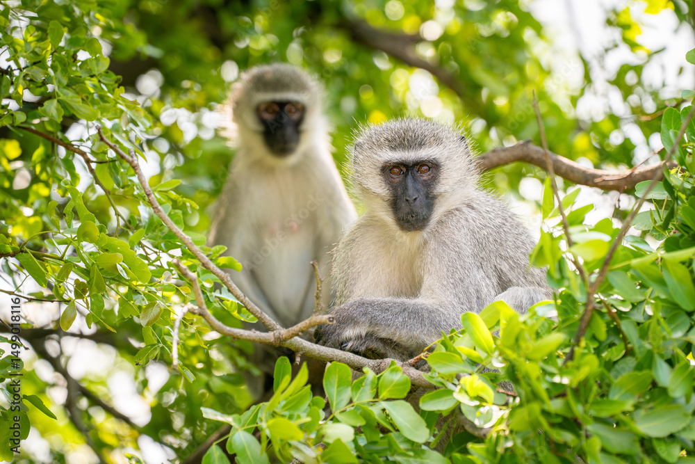 Fototapeta premium Vervet Monkeys in tree