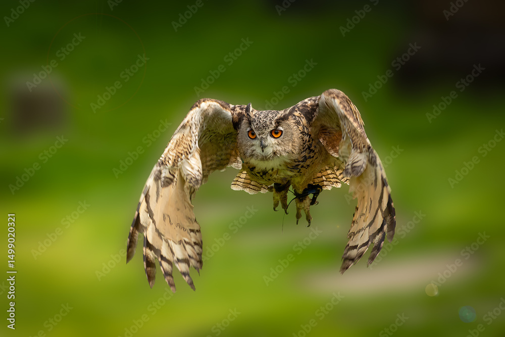 Obraz premium Eagle Owl (Bubo bubo)