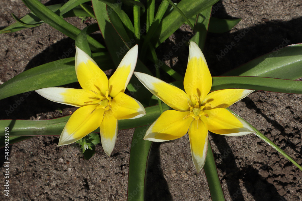 Fototapeta premium Tulipa neustruevae flower in the garden.