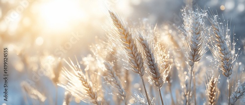 Winter Wheat in the Sunrise