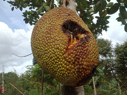 jackfruit in the forest eaten by squirrels.
