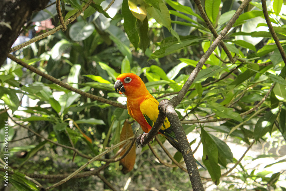 Obraz premium Colorful Sun Conure Parrot Perched on Tree Branch in Tropical Forest