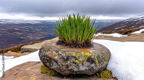Green Plant on Mossy Rock in Snowy Mountain Landscape