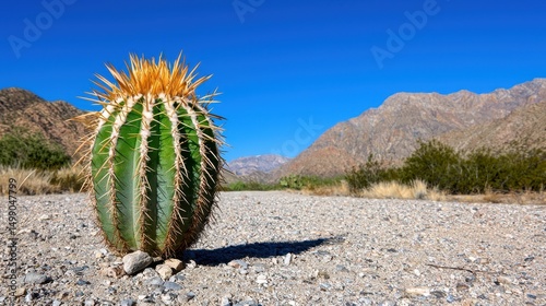 Green Barrel Cactus on Gravel Road with Mountain Background