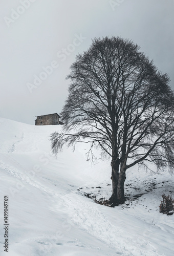 lonely tree in the snow with a stone hut in the background