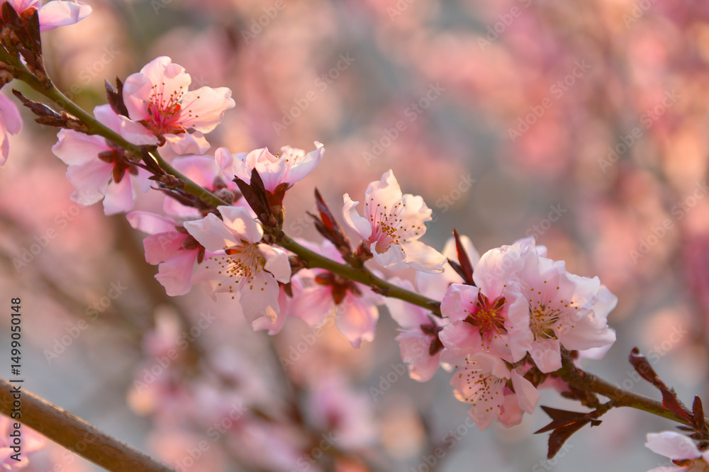 Fototapeta premium In full bloom in the peach blossom