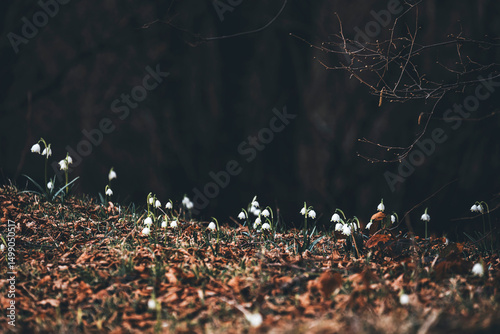 dark winter scene of a group of snowdrops flowers in the forest