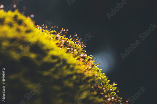 macro detail of some moss on a moody and dark background