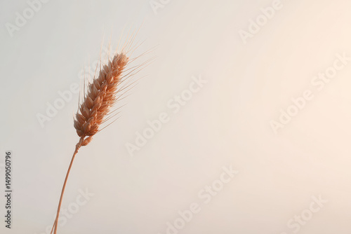 single ear of wheat standing tall against soft light sky