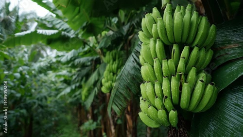Wallpaper Mural fruitful banana in green lush tropical banana plantation  Torontodigital.ca