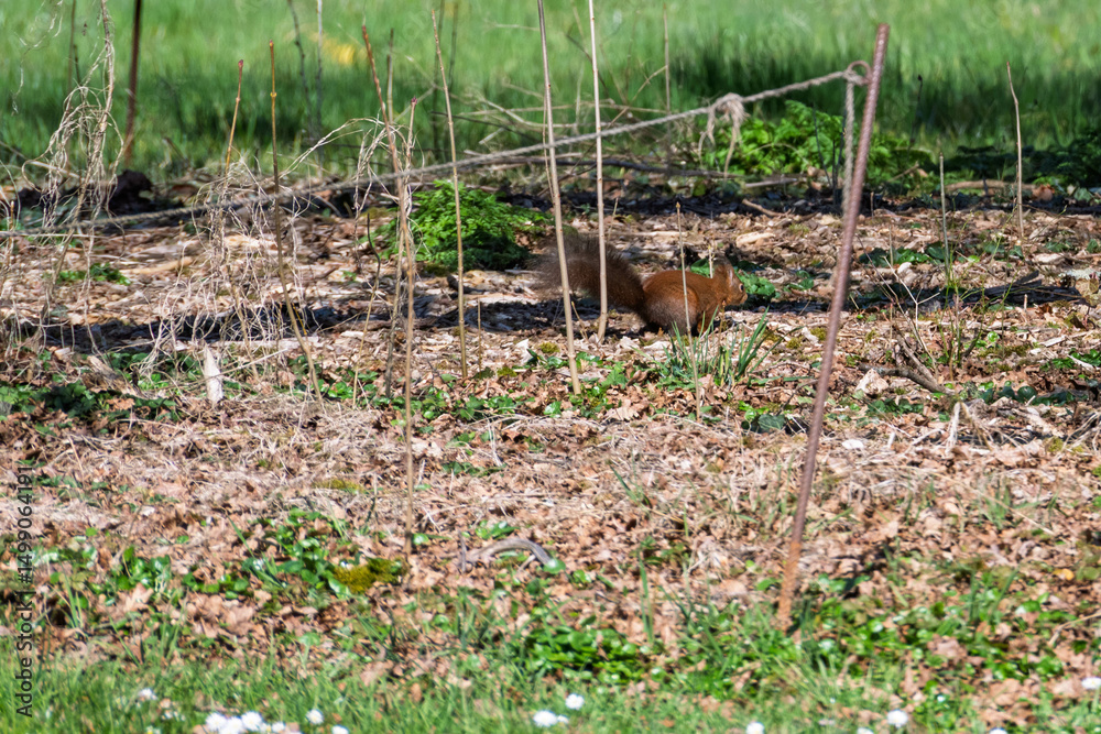 Obraz premium Un écureuil roux traverse l’herbe verte à toute vitesse, dans un mouvement vif et léger. La scène, capturée en pleine nature, reflète la spontanéité de la faune sauvage au printemps.
