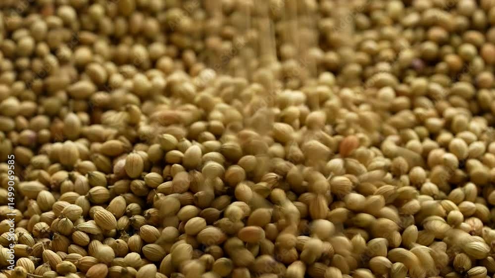 Macro video of coriander seeds kept on rotating disk. Closeup video of dhaniya seeds. Macro video of coriander seeds kept on rotating disk. Closeup video of dhaniya seeds.