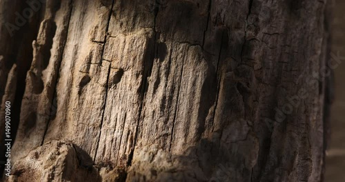 Close-Up of a Sunlit Weathered Wooden Log with Deep Cracks