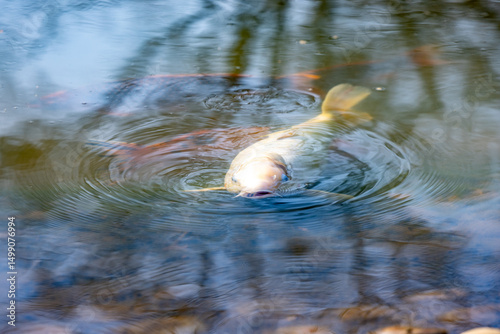 A beautifully serene and peaceful pond scene showcases a vibrant fish gracefully swimming just beneath the calm surface