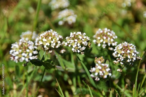 Closeup on an aggregation of unopened  flowerbuds of field peppergrass or pepperweed,  Lepidium campestre.Wilderness in Sweden, Småland . photo