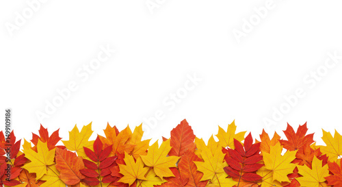 Fototapeta Naklejka Na Ścianę i Meble -  Autumn yellow leaves border on transparent background.