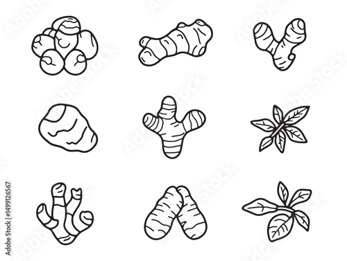Organic Ginger Plant Botanical Line Drawing Vector Artwork
