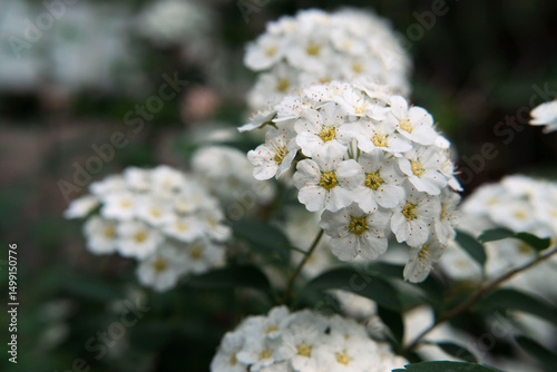 Spirea blooming bush close up view, macro white tiny spring flowers