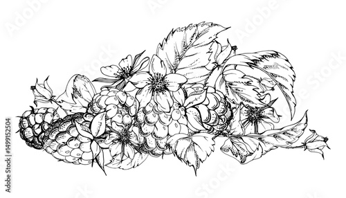 Raspberry berries, leaves, flower buds asymmetrical heap bunch cluster group, hand drawn in vector ink, ripe forest garden dewberry. Isolated botanical illustration. Dessert, farmers market grocery