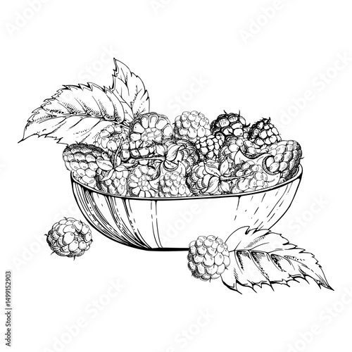 Raspberry berries leaves served in glass bowl, ripe picked garden dewberry cloudberry mulberry tayberry boysenberry harvest. Isolated illustration hand drawn in vector ink. Farmers market preserves