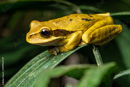 Yellow masked tree frog, also known as Smilisca phaeota, perched on a green leaf in its natural habitat in Costa Rica photo