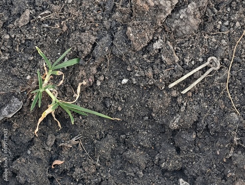 Green sprout emerging from dark soil next to a metal hairpin in an agricultural setting with natural environment