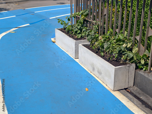 Urban landscaping with green plants in modern concrete planters beside a vibrant blue bike lane in a city setting