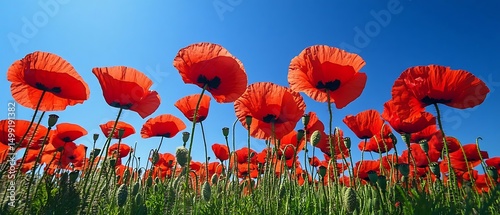 Red poppies field, sunny day, nature