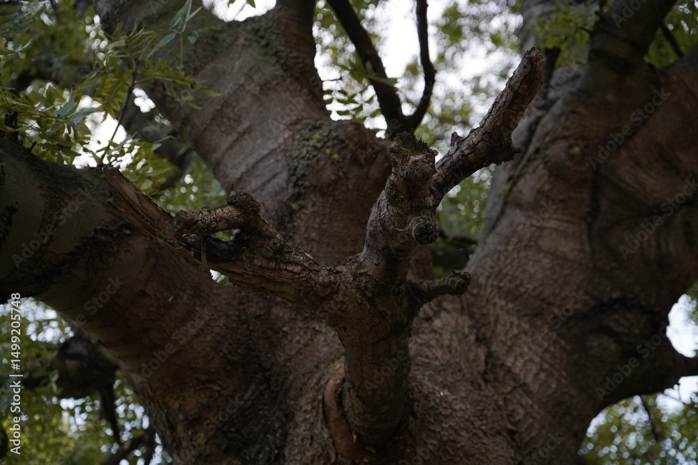 Fototapeta premium Ash, Narrow-leaved ash (Fraxinus angustifolia) 