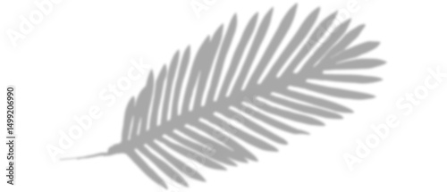 shadow from plant branches on white isolated background close-up