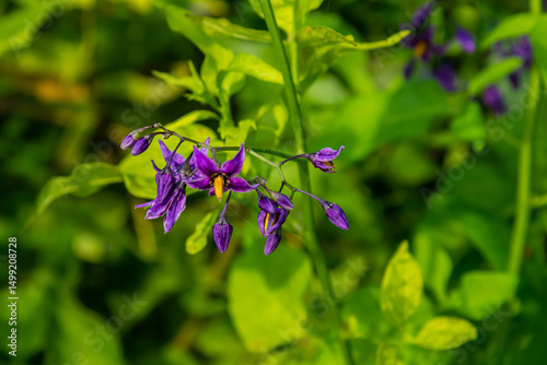 Bilde på lerret Bittersweet nightshade Solanum dulcamara flowers and buds with leaves
