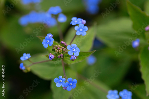 Close-Up of Delicate Blue Flowers With Vibrant Green Leaves in Background