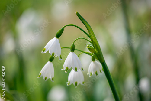 Close-Up of White Spring Flowers in a Meadow
