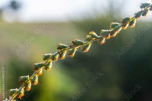 Common agrimony seeds, Latin name Agrimonia eupatoria