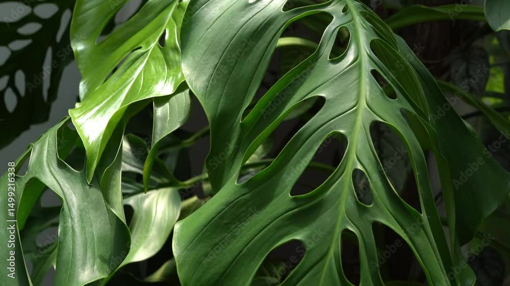 tilt up to Monstera accacoyaguensis leaves, mature leaves, indoor plants, tropical garden tilt up to Monstera accacoyaguensis leaves, mature leaves, indoor plants, tropical garden