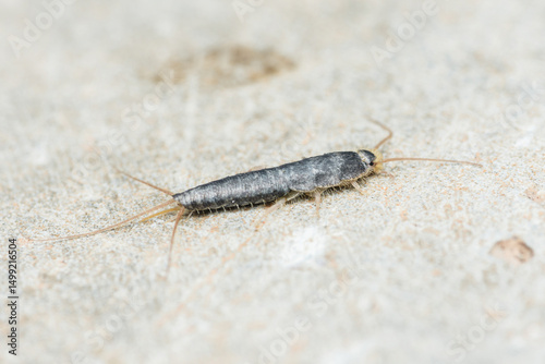 Silverfish insect crawling on a textured surface