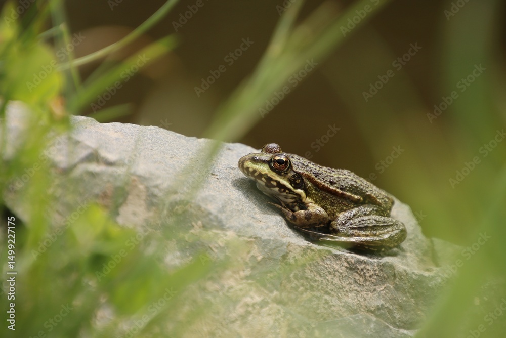 Obraz premium A frog rests on a stone by the water