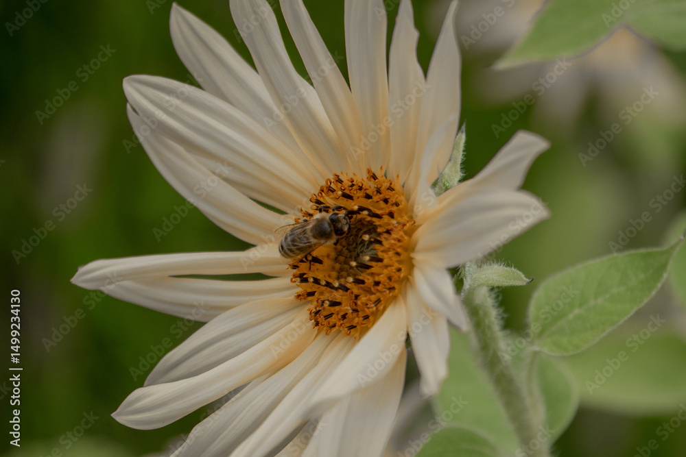 Obraz premium Bee on sunflower white