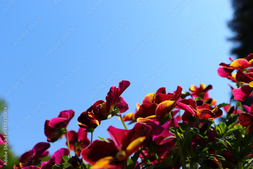 Obraz premium Field of Colorful Pansy Flowers in Full Bloom