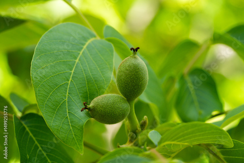 Young green walnuts growing on walnut tree