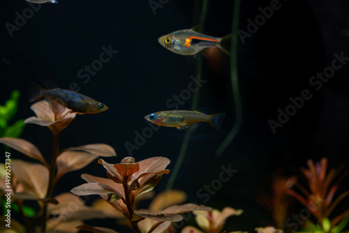 a blue daisy rice fish with eggs on it's belly