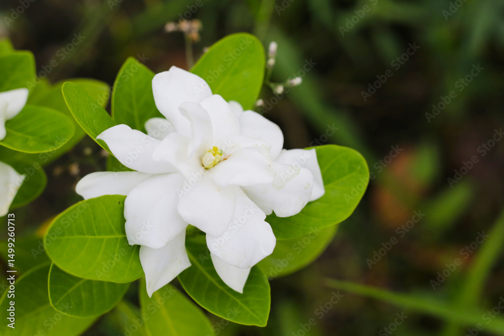 Cape jasmine or garden gardenia flower Cape jasmine or garden gardenia flower