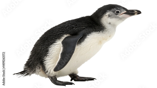 close up of a penguin